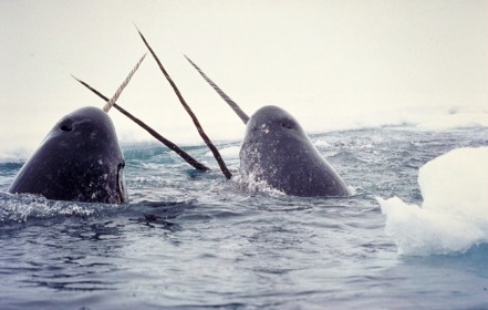 Narwhals Nature